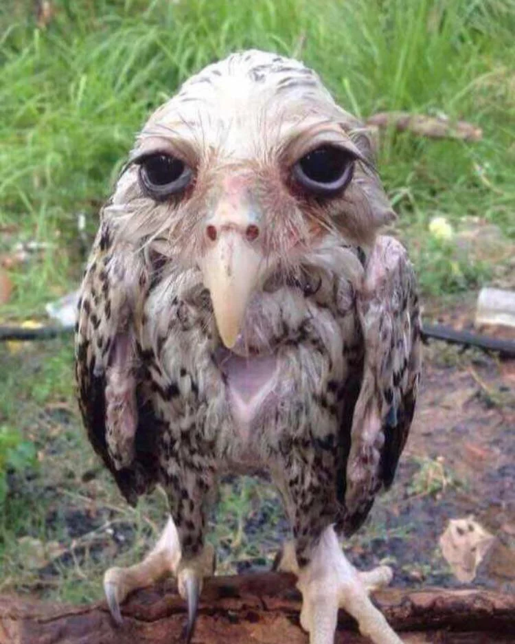 Post-Pizza Accident